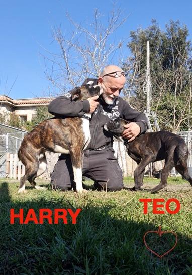herry e teo boxer di 4 ed 8 mesi in adozione Foto 5
